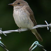 Spotted Flycatcher